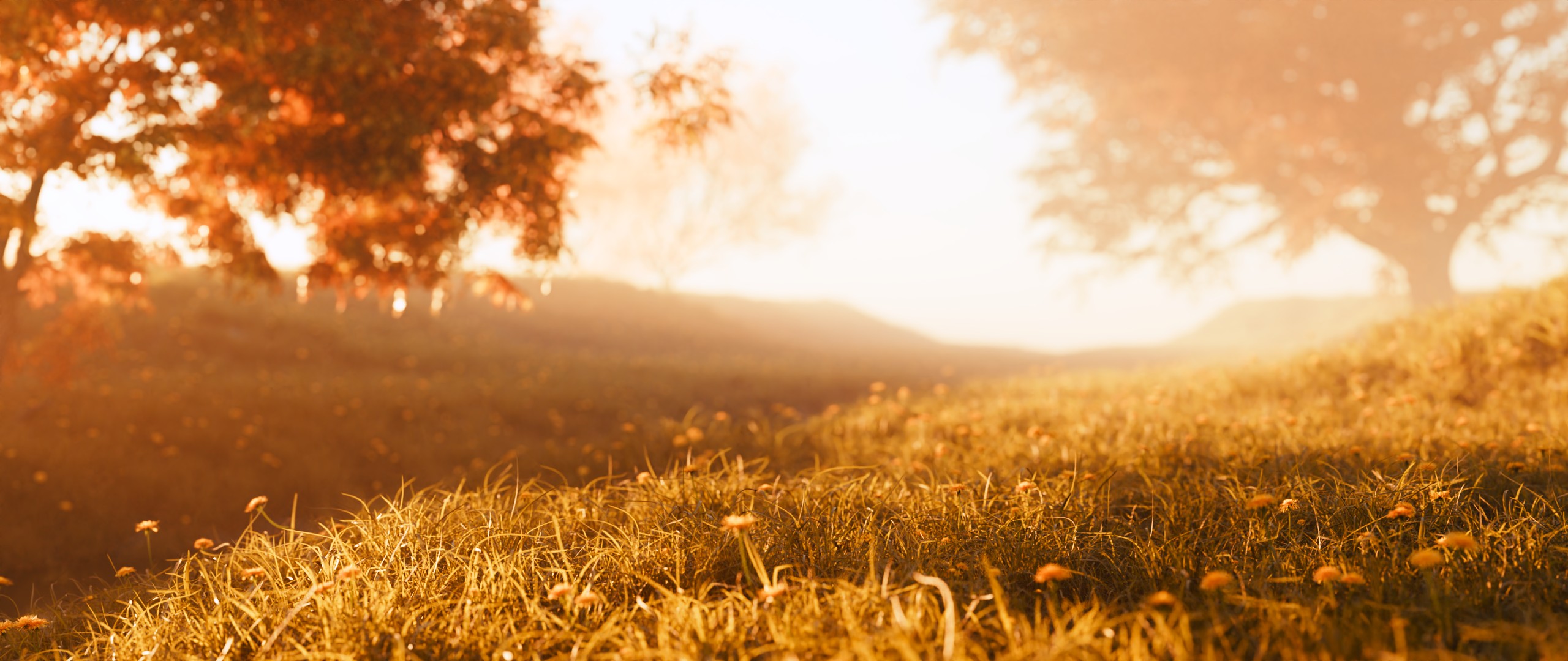 A picture of a grass field at sunset